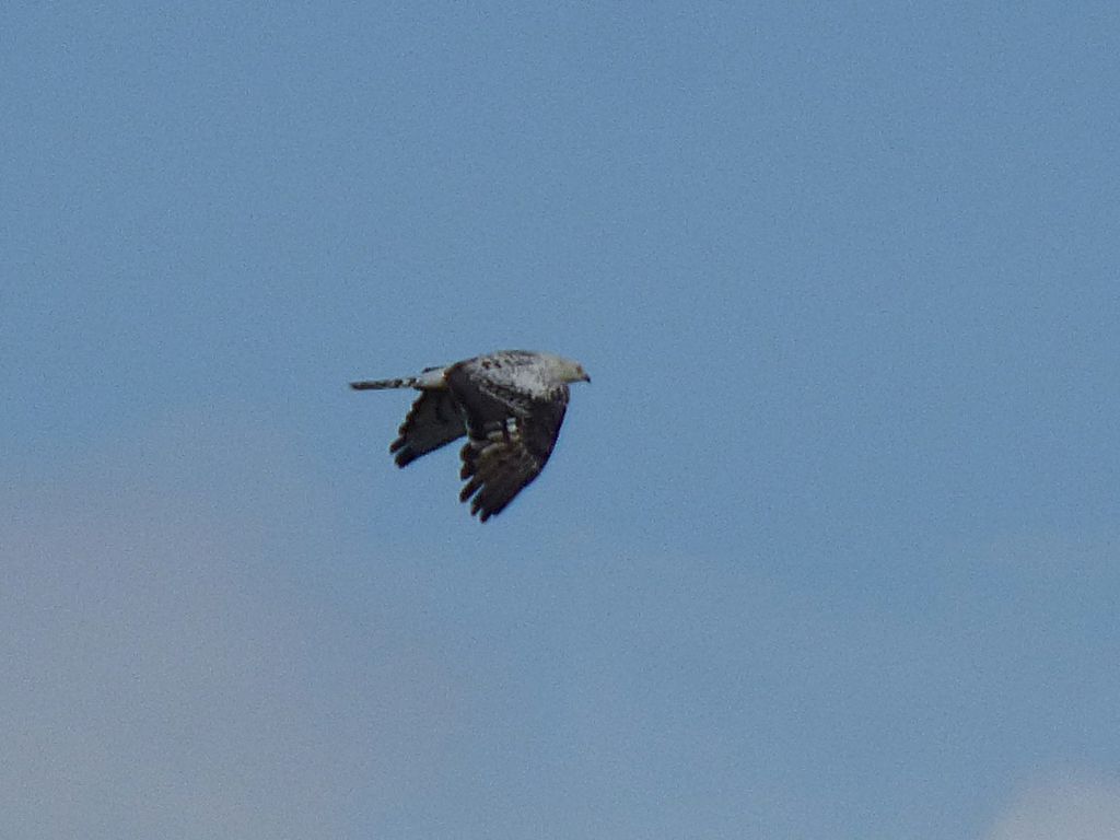 spettacolare Falco Pecchiaiolo parzialmente leucistico